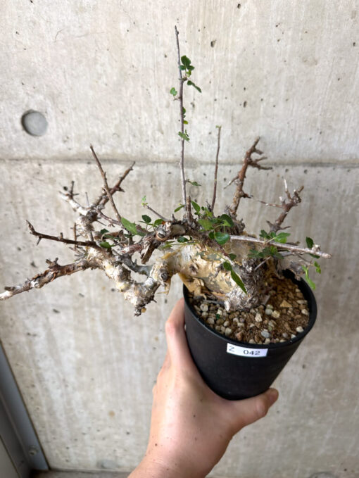 【現品限り】コミフォラ・カタフ ターカネンシス 現地株 長期管理【Z42】 Commiphora kataf turkanensis【植物】塊根植物 夏型 コーデックス - 画像 (2)