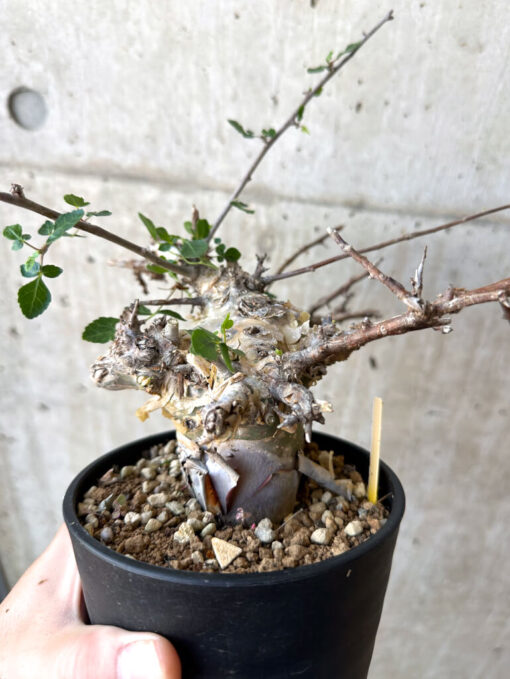 【現品限り】コミフォラ・カタフ ターカネンシス 現地株 長期管理【Z42】 Commiphora kataf turkanensis【植物】塊根植物 夏型 コーデックス - 画像 (3)