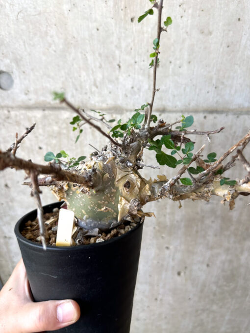 【現品限り】コミフォラ・カタフ ターカネンシス 現地株 長期管理【Z42】 Commiphora kataf turkanensis【植物】塊根植物 夏型 コーデックス - 画像 (4)