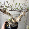 【現品限り】コミフォラ・カタフ ターカネンシス 現地株 長期管理【Z43】 Commiphora kataf turkanensis【植物】塊根植物 夏型 コーデックス