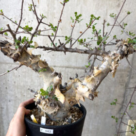 【現品限り】コミフォラ・カタフ ターカネンシス 現地株 長期管理【Z43】 Commiphora kataf turkanensis【植物】塊根植物 夏型 コーデックス