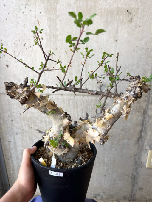 【現品限り】コミフォラ・カタフ ターカネンシス 現地株 長期管理【Z43】 Commiphora kataf turkanensis【植物】塊根植物 夏型 コーデックス - 画像 (2)