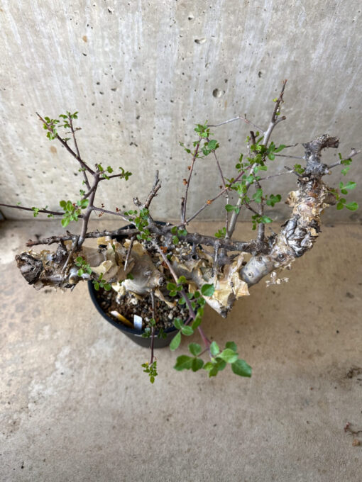 【現品限り】コミフォラ・カタフ ターカネンシス 現地株 長期管理【Z43】 Commiphora kataf turkanensis【植物】塊根植物 夏型 コーデックス - 画像 (3)