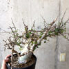 【現品限り】コミフォラ・カタフ ターカネンシス 現地株 長期管理【Z44】 Commiphora kataf turkanensis【植物】塊根植物 夏型 コーデックス
