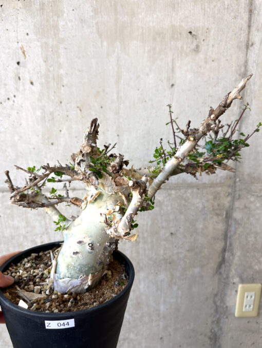 【現品限り】コミフォラ・カタフ ターカネンシス 現地株 長期管理【Z44】 Commiphora kataf turkanensis【植物】塊根植物 夏型 コーデックス - 画像 (2)