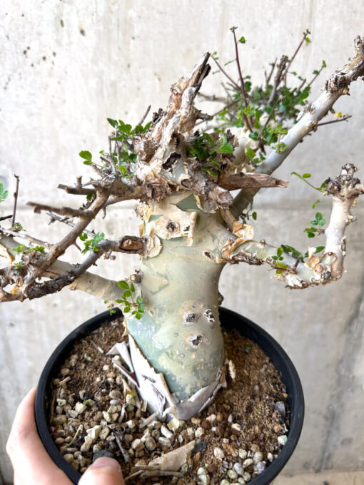 【現品限り】コミフォラ・カタフ ターカネンシス 現地株 長期管理【Z44】 Commiphora kataf turkanensis【植物】塊根植物 夏型 コーデックス - 画像 (3)
