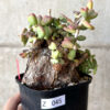 【現品限り】ケラリア・ピグマエア 現地株 大株【Z45】 Ceraria pygmaea【植物】塊根植物 夏型 コーデックス