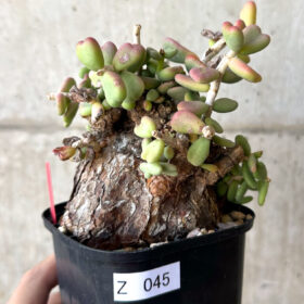 【現品限り】ケラリア・ピグマエア 現地株 大株【Z45】 Ceraria pygmaea【植物】塊根植物 夏型 コーデックス