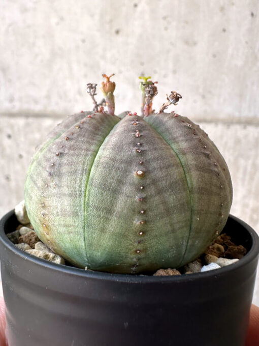 【現品限り】ユーフォルビア・オベサ【Z4】 Euphorbia obesa【植物】塊根植物 夏型 コーデックス - 画像 (3)