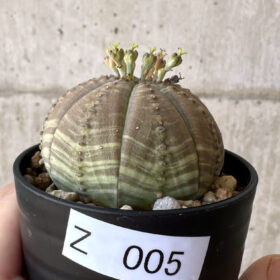 【現品限り】ユーフォルビア・オベサ【Z5】 Euphorbia obesa【植物】塊根植物 夏型 コーデックス