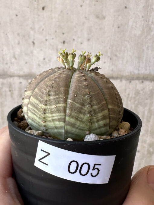【現品限り】ユーフォルビア・オベサ【Z5】 Euphorbia obesa【植物】塊根植物 夏型 コーデックス