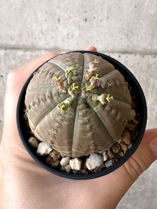 【現品限り】ユーフォルビア・オベサ【Z5】 Euphorbia obesa【植物】塊根植物 夏型 コーデックス - 画像 (2)