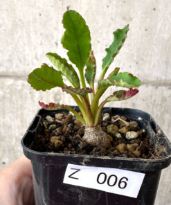 【現品限り】ユーフォルビア・フィッシュボーン(スパンリンギー)【Z6】 Euphorbia fishbone【植物】塊根植物 夏型 コーデックス