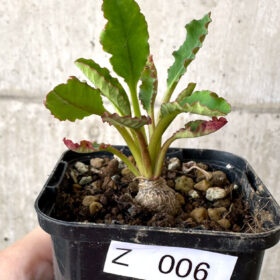 【現品限り】ユーフォルビア・フィッシュボーン(スパンリンギー)【Z6】 Euphorbia fishbone【植物】塊根植物 夏型 コーデックス