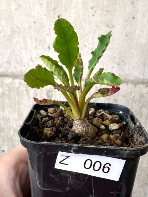 【現品限り】ユーフォルビア・フィッシュボーン(スパンリンギー)【Z6】 Euphorbia fishbone【植物】塊根植物 夏型 コーデックス