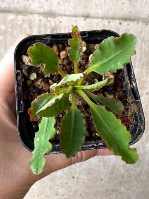 【現品限り】ユーフォルビア・フィッシュボーン(スパンリンギー)【Z6】 Euphorbia fishbone【植物】塊根植物 夏型 コーデックス - 画像 (2)