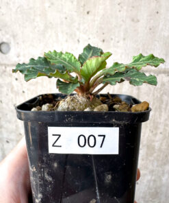 【現品限り】ユーフォルビア・フィッシュボーン(スパンリンギー)【Z7】 Euphorbia fishbone【植物】塊根植物 夏型 コーデックス