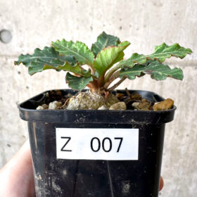 【現品限り】ユーフォルビア・フィッシュボーン(スパンリンギー)【Z7】 Euphorbia fishbone【植物】塊根植物 夏型 コーデックス