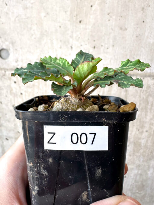 【現品限り】ユーフォルビア・フィッシュボーン(スパンリンギー)【Z7】 Euphorbia fishbone【植物】塊根植物 夏型 コーデックス