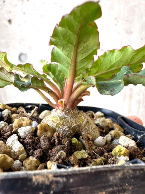 【現品限り】ユーフォルビア・フィッシュボーン(スパンリンギー)【Z7】 Euphorbia fishbone【植物】塊根植物 夏型 コーデックス - 画像 (3)