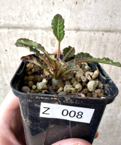 【現品限り】ユーフォルビア・フィッシュボーン(スパンリンギー)【Z8】 Euphorbia fishbone【植物】塊根植物 夏型 コーデックス