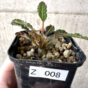 【現品限り】ユーフォルビア・フィッシュボーン(スパンリンギー)【Z8】 Euphorbia fishbone【植物】塊根植物 夏型 コーデックス