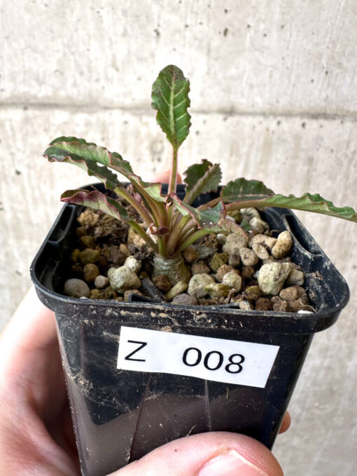 【現品限り】ユーフォルビア・フィッシュボーン(スパンリンギー)【Z8】 Euphorbia fishbone【植物】塊根植物 夏型 コーデックス
