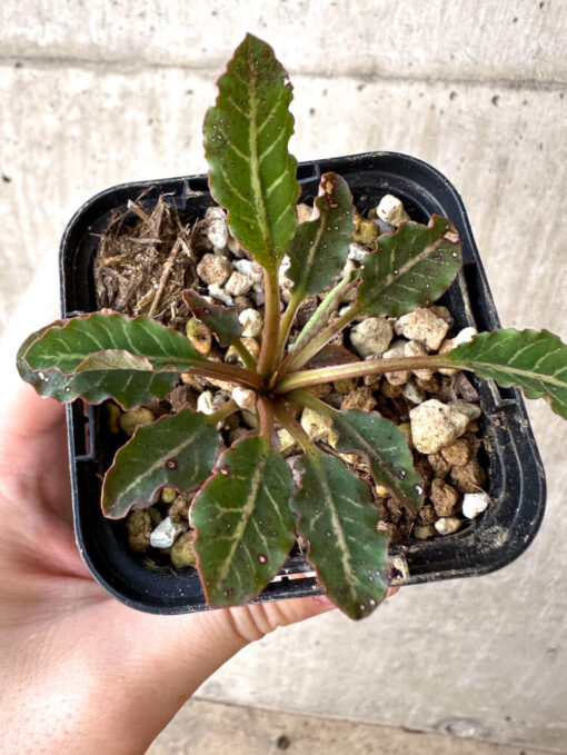 【現品限り】ユーフォルビア・フィッシュボーン(スパンリンギー)【Z8】 Euphorbia fishbone【植物】塊根植物 夏型 コーデックス - 画像 (2)