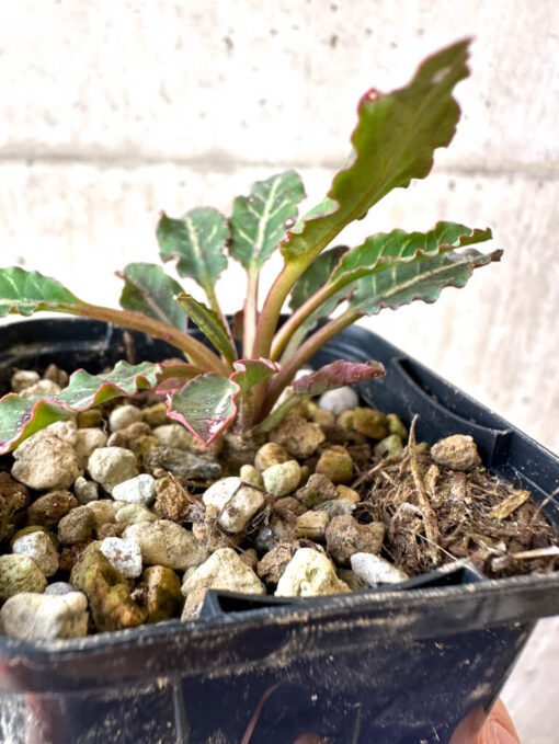 【現品限り】ユーフォルビア・フィッシュボーン(スパンリンギー)【Z8】 Euphorbia fishbone【植物】塊根植物 夏型 コーデックス - 画像 (3)
