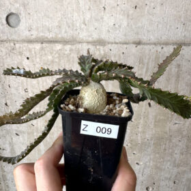 【現品限り】ユーフォルビア・ステラータ 飛竜【Z9】 Euphorbia stellata【植物】塊根植物 夏型 コーデックス