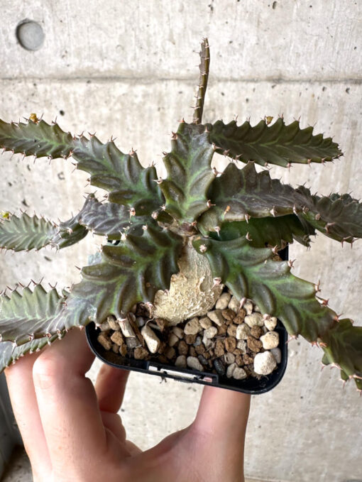 【現品限り】ユーフォルビア・ステラータ 飛竜【Z9】 Euphorbia stellata【植物】塊根植物 夏型 コーデックス - 画像 (2)