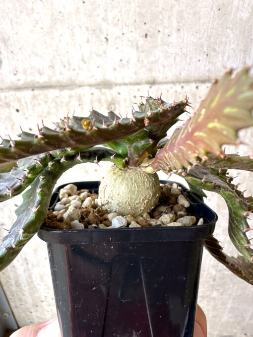【現品限り】ユーフォルビア・ステラータ 飛竜【Z9】 Euphorbia stellata【植物】塊根植物 夏型 コーデックス - 画像 (3)