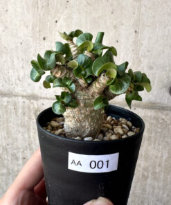 【現品限り】アデニウム・DHA 葉巻【AA1】 Adenium DHA【植物】塊根植物 夏型 コーデックス