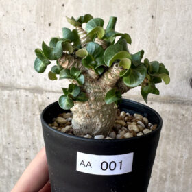 【現品限り】アデニウム・DHA 葉巻【AA1】 Adenium DHA【植物】塊根植物 夏型 コーデックス