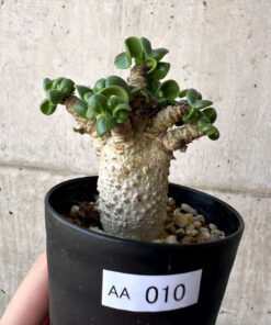 【現品限り】アデニウム・DHA 葉巻【AA10】 Adenium DHA【植物】塊根植物 夏型 コーデックス