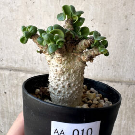 【現品限り】アデニウム・DHA 葉巻【AA10】 Adenium DHA【植物】塊根植物 夏型 コーデックス