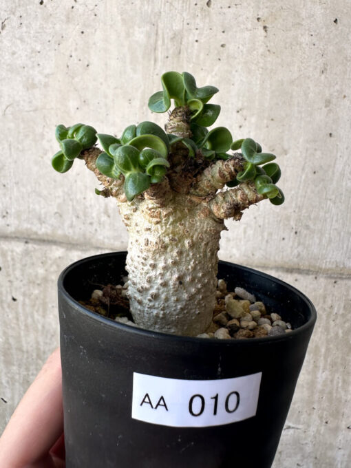 【現品限り】アデニウム・DHA 葉巻【AA10】 Adenium DHA【植物】塊根植物 夏型 コーデックス