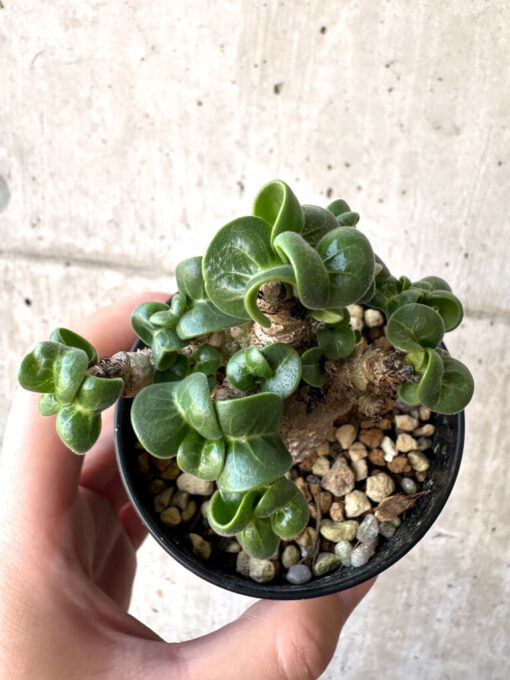 【現品限り】アデニウム・DHA 葉巻【AA10】 Adenium DHA【植物】塊根植物 夏型 コーデックス - 画像 (2)