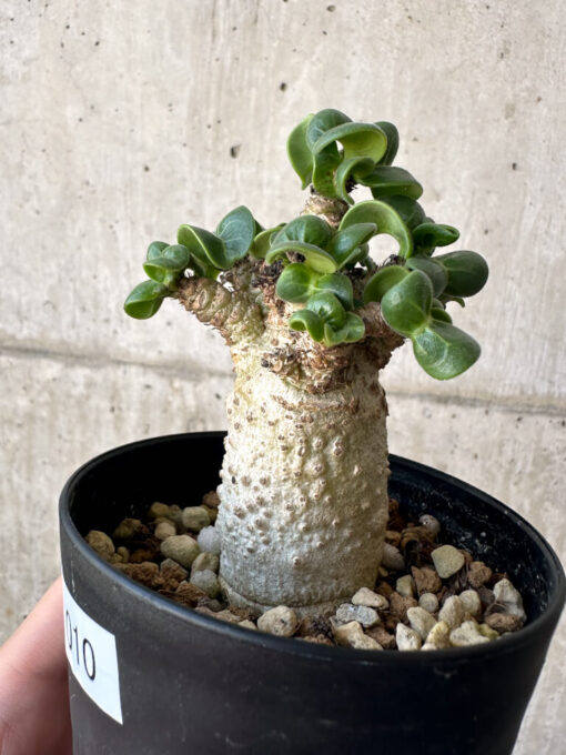 【現品限り】アデニウム・DHA 葉巻【AA10】 Adenium DHA【植物】塊根植物 夏型 コーデックス - 画像 (3)