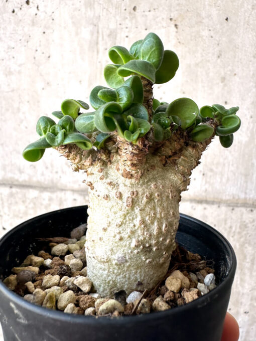 【現品限り】アデニウム・DHA 葉巻【AA10】 Adenium DHA【植物】塊根植物 夏型 コーデックス - 画像 (4)