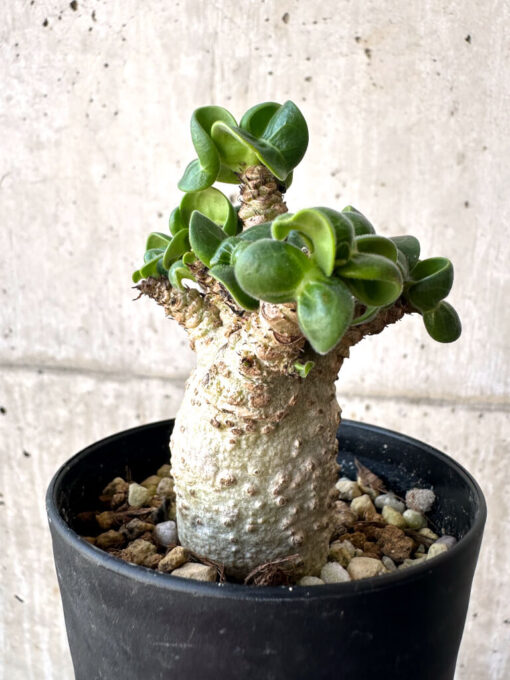 【現品限り】アデニウム・DHA 葉巻【AA10】 Adenium DHA【植物】塊根植物 夏型 コーデックス - 画像 (5)