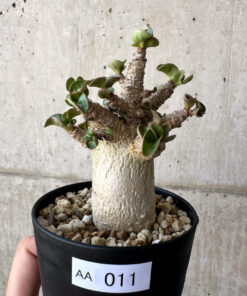【現品限り】アデニウム・DHA 葉巻【AA11】 Adenium DHA【植物】塊根植物 夏型 コーデックス