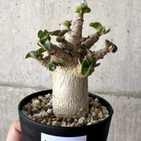 【現品限り】アデニウム・DHA 葉巻【AA11】 Adenium DHA【植物】塊根植物 夏型 コーデックス