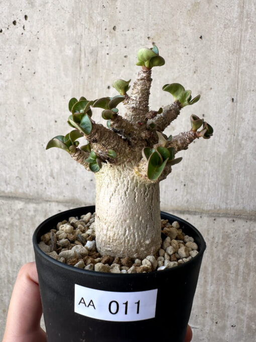 【現品限り】アデニウム・DHA 葉巻【AA11】 Adenium DHA【植物】塊根植物 夏型 コーデックス