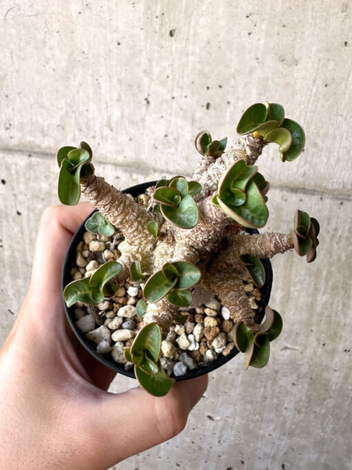 【現品限り】アデニウム・DHA 葉巻【AA11】 Adenium DHA【植物】塊根植物 夏型 コーデックス - 画像 (2)