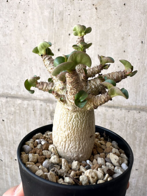 【現品限り】アデニウム・DHA 葉巻【AA11】 Adenium DHA【植物】塊根植物 夏型 コーデックス - 画像 (5)