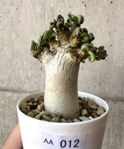【現品限り】アデニウム・DHA 葉巻【AA12】 Adenium DHA【植物】塊根植物 夏型 コーデックス
