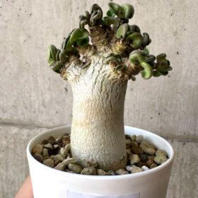 【現品限り】アデニウム・DHA 葉巻【AA12】 Adenium DHA【植物】塊根植物 夏型 コーデックス