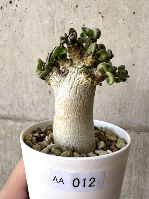 【現品限り】アデニウム・DHA 葉巻【AA12】 Adenium DHA【植物】塊根植物 夏型 コーデックス