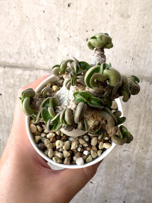 【現品限り】アデニウム・DHA 葉巻【AA12】 Adenium DHA【植物】塊根植物 夏型 コーデックス - 画像 (2)